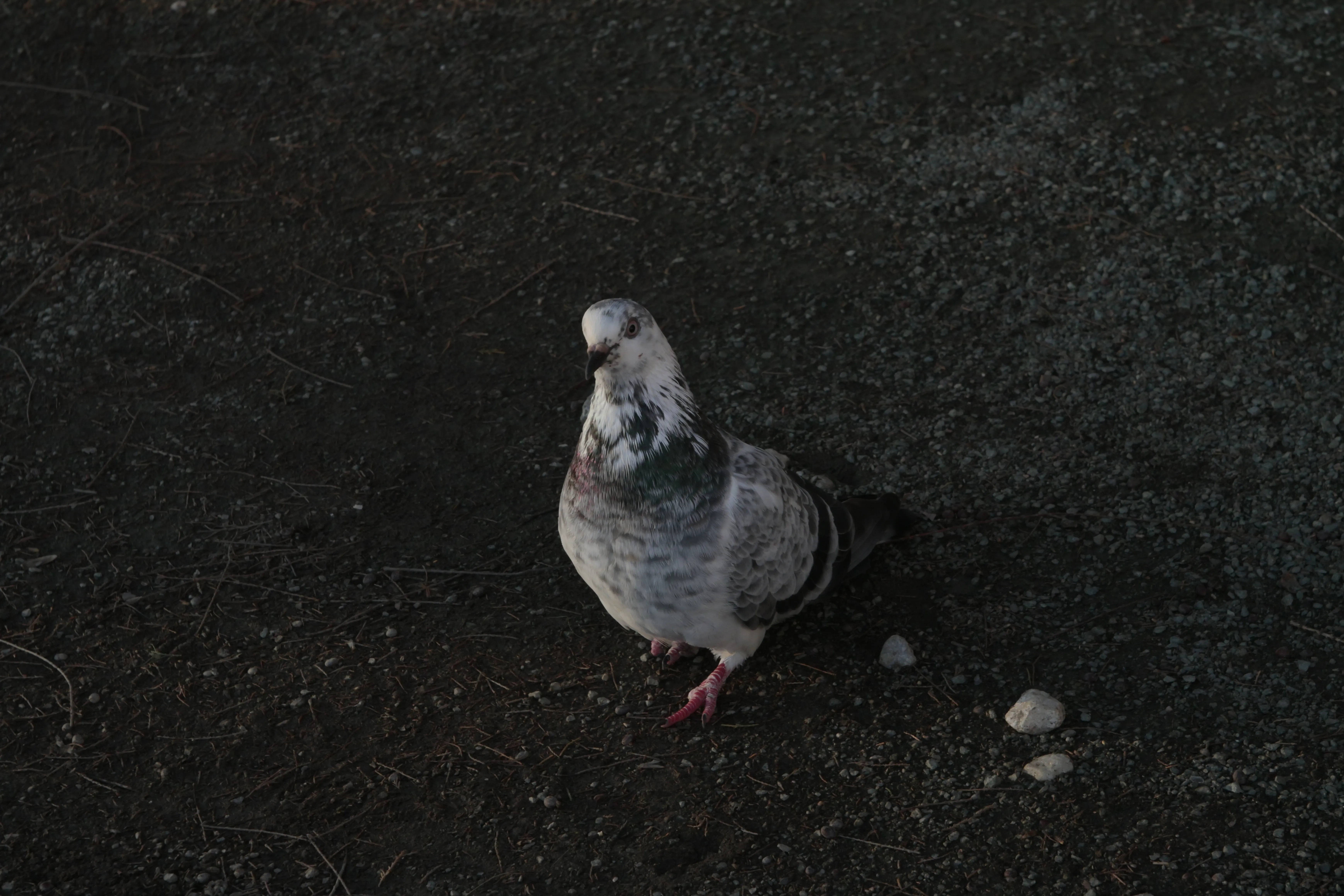 Industar-50-2 50mm f3.5 (M42) - _I4A1404.webp